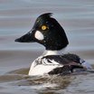 Common Goldeneye